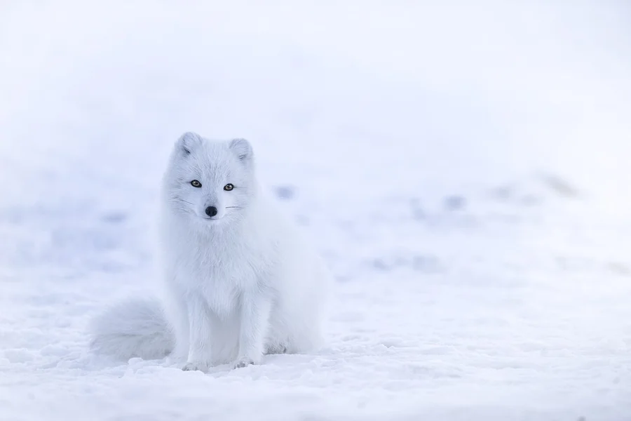 A white Arctic fox standing in snow in Iceland, with dark eyes and nose visible against its pale coat.