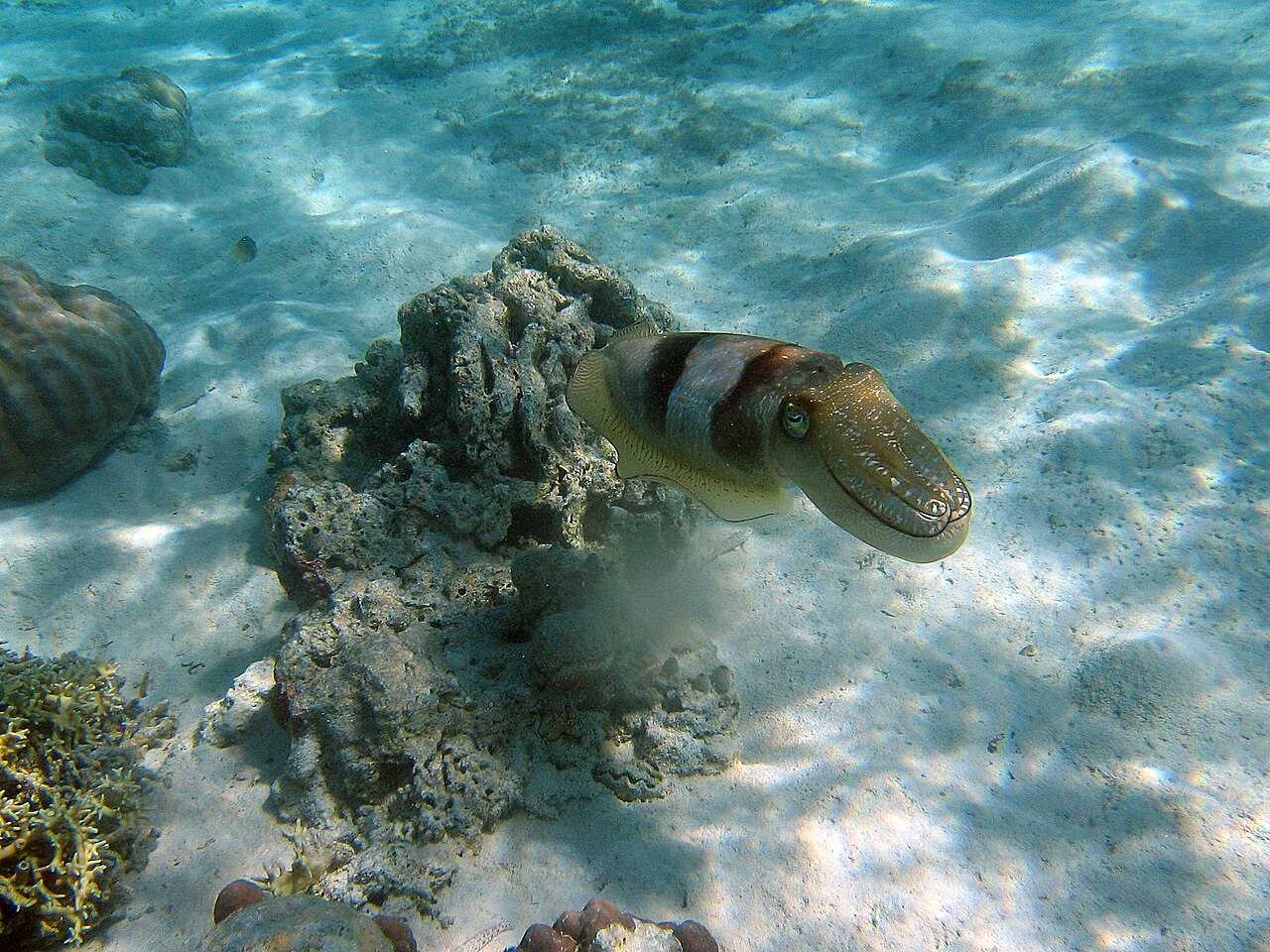 A cuttlefish with a paler mottled appearance swimming over a sandy seabed near a rock.