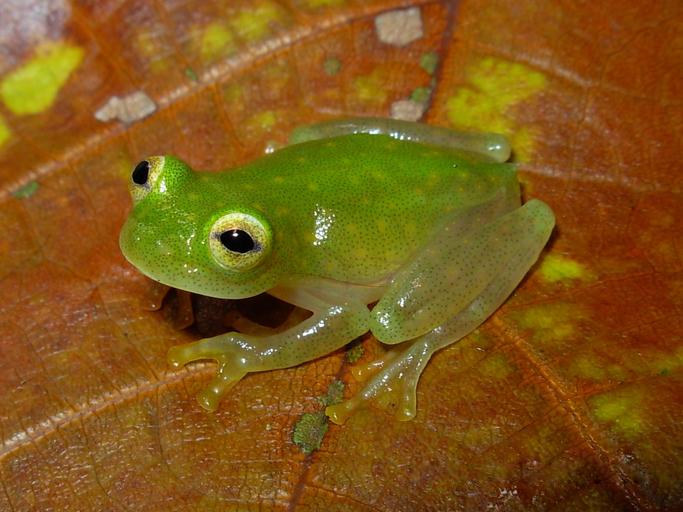 A small green Fleischmann’s glassfrog on a reddish leaf, with translucent limbs and dark eyes.