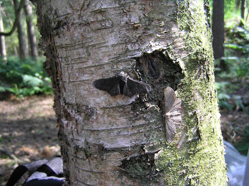 A dark peppered moth and a pale peppered moth shown together on a birch trunk.
