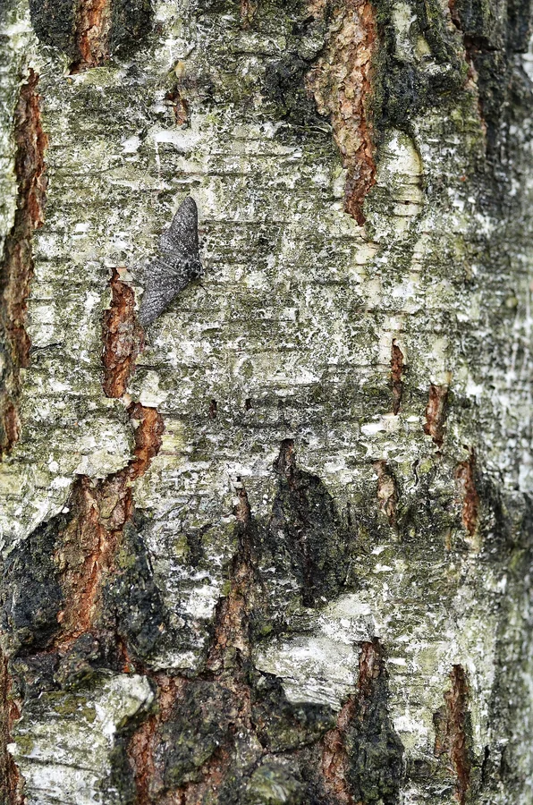 A pale peppered moth resting near the upper part of a mottled birch trunk, its speckled wings blending into the bark.