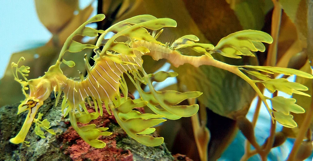 Yellow-green leafy seadragon with a long snout, curled tail and numerous leaf-like appendages among aquarium plants.
