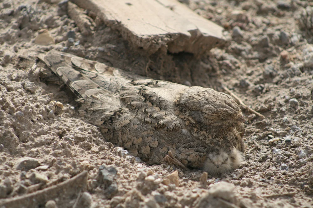 An Egyptian nightjar and chick resting among pale stones and dry ground, with mottled grey-brown plumage.
