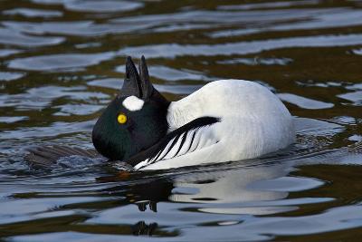 A black-and-white duck floats on dark water, showing an ordinary duck head for comparison.