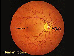 An animated view of the human retina, with the fovea and optic nerve labelled.