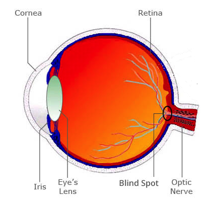 A labelled eye cross-section showing the retina, optic nerve and blind spot.